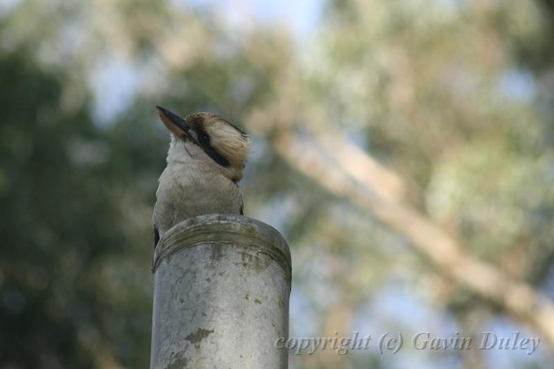 Kookaburra, Tindale Gardens IMG_6896.JPG